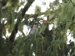 Fringilla coelebs maderensis