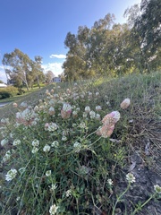 Trifolium vesiculosum