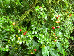 Malpighia emarginata
