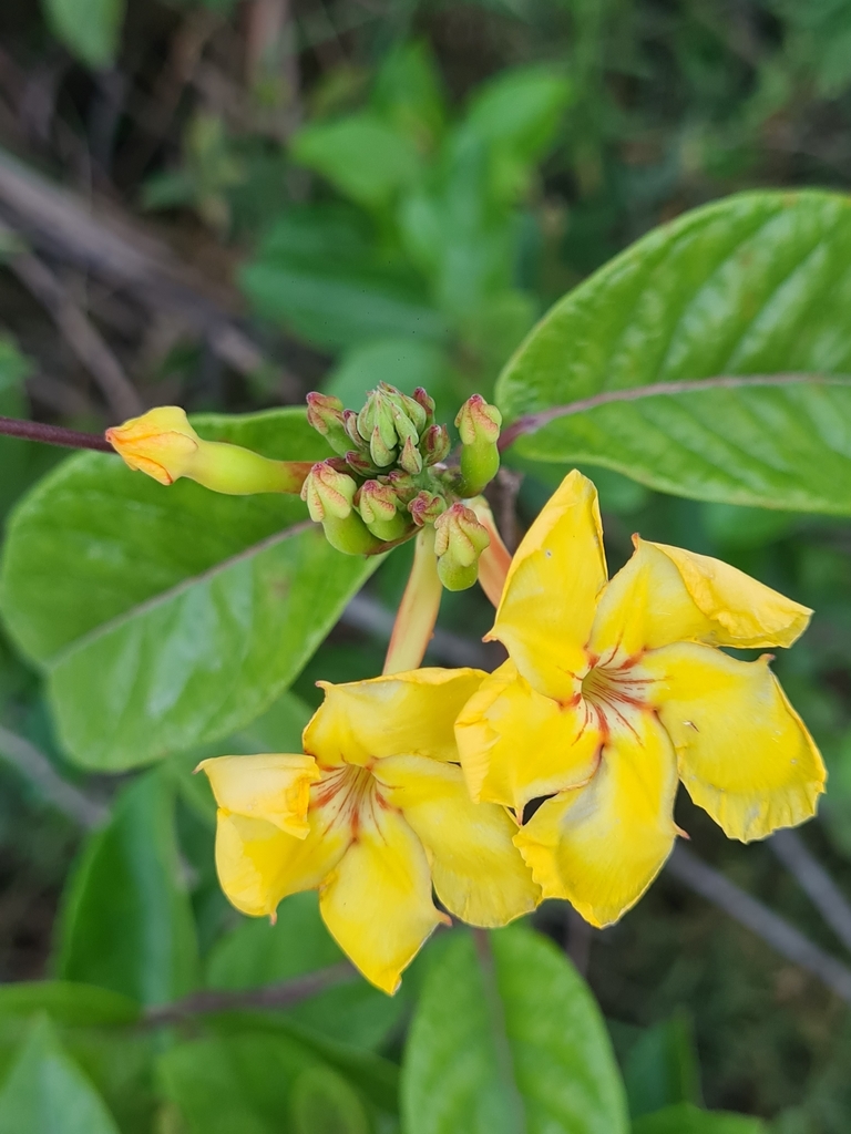 Mandevilla rugellosa