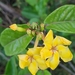 Mandevilla rugellosa - Photo no hay derechos reservados, subido por Soetjipto Verkuijl