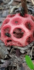 Clathrus crispus