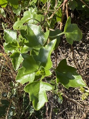 Senecio angulatus