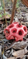 Clathrus crispus