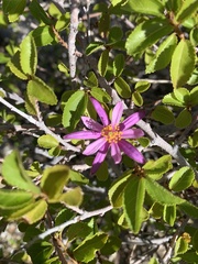 Grewia occidentalis
