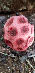 Clathrus crispus