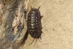 Armadillidium