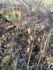 Camassia
