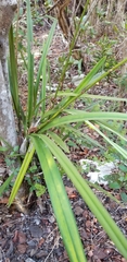 Encyclia altissima