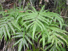 Pteris incompleta image