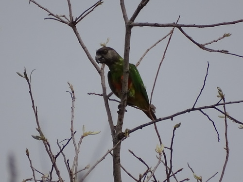 Senegal Parrot
