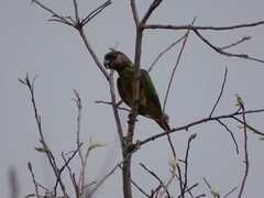 Poicephalus senegalus
