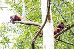Alouatta seniculus