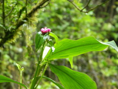 Tradescantia zanonia image