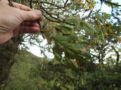 Quercus