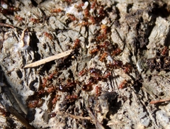 Pheidole navigans