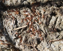 Pheidole navigans