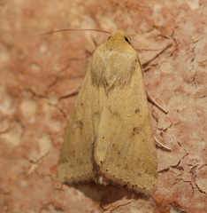 Helicoverpa punctigera