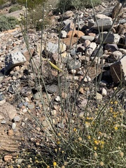 Asclepias subulata