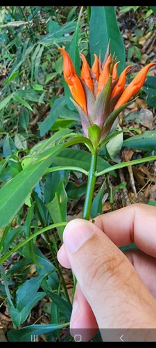 Aphelandra chamissoniana (Aphelandra chamissoniana)