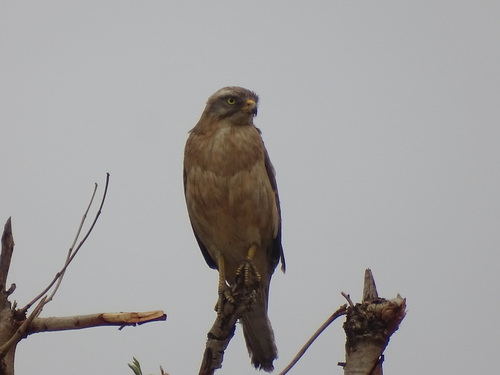 Grasshopper Buzzard