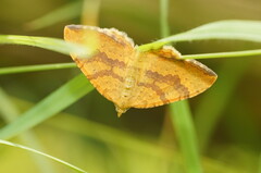 Chrysolarentia correlata