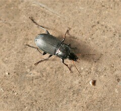 Poecilus lucublandus