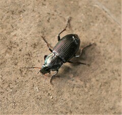 Poecilus lucublandus