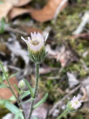 Erigeron acris