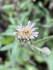 Erigeron acris