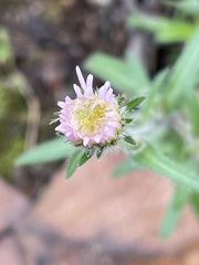 Erigeron acris