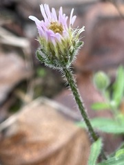 Erigeron acris