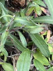 Erigeron acris