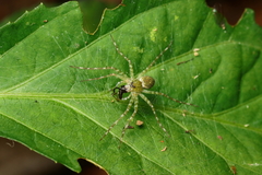 Thaumasia