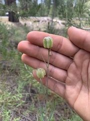 Fritillaria atropurpurea