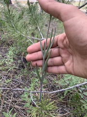 Fritillaria atropurpurea
