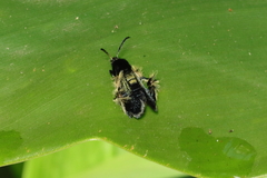 Melittia chimana