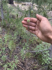 Fritillaria atropurpurea