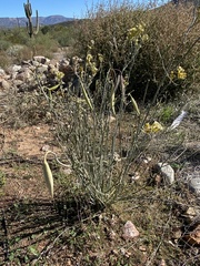 Asclepias subulata