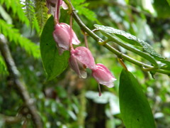 Drymonia conchocalyx