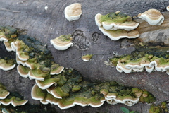 Trametes polyzona