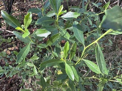 Baccharis halimifolia