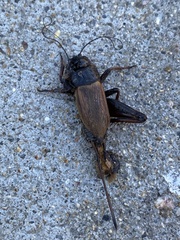 Gryllus pennsylvanicus