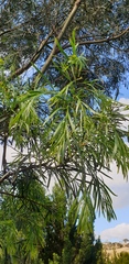 Acacia uncifolia