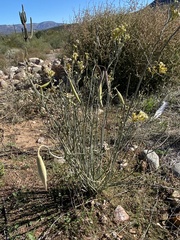 Asclepias subulata