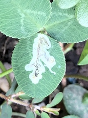Liriomyza fricki