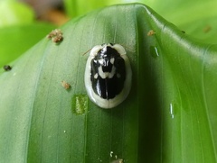 Aslamidium semicirculare