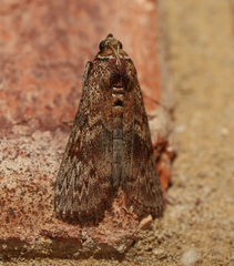 Hypsipyla robusta