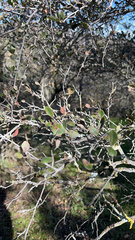 Cercocarpus betuloides