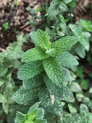 Mentha × rotundifolia